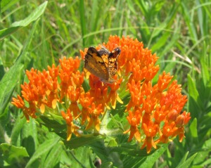 This one is aptly named the butterfly weed. (photo by Virginia Allain) Its official name is Asclepias tuberosa.
