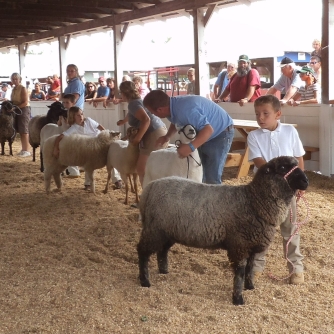 Sheep judging at the county fair in Acton, Maine