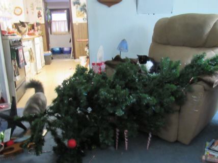 2016, tree down! Graycie managed to bring it down, on top of Fraidy in the recliner. The heavy part missed him, just lots of branches, so he was only startled.